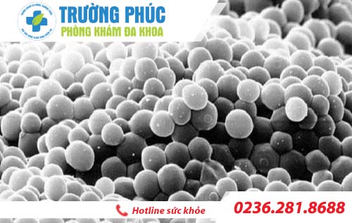 viem nam am dao candida